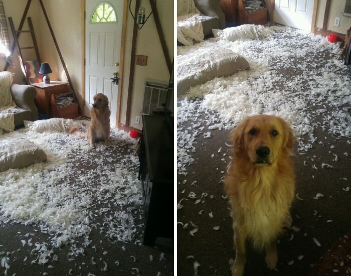 57 Troublemakers Who Were Guilty As Charged But Their Hilarity Got Them Off The Hook