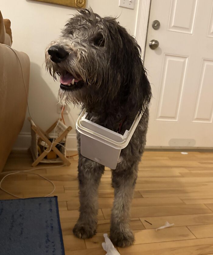 57 Troublemakers Who Were Guilty As Charged But Their Hilarity Got Them Off The Hook