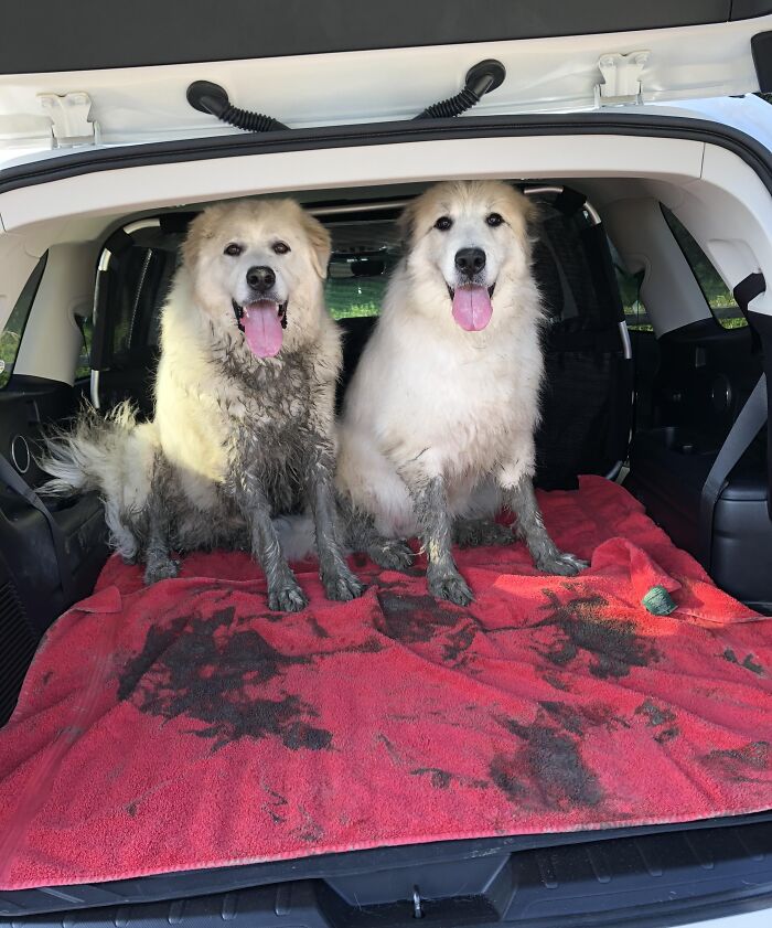 57 Troublemakers Who Were Guilty As Charged But Their Hilarity Got Them Off The Hook