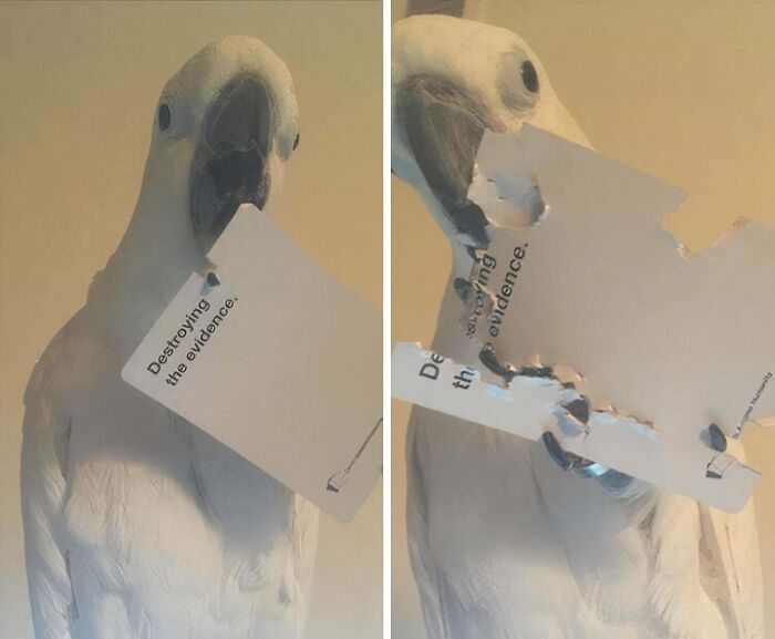 57 Troublemakers Who Were Guilty As Charged But Their Hilarity Got Them Off The Hook