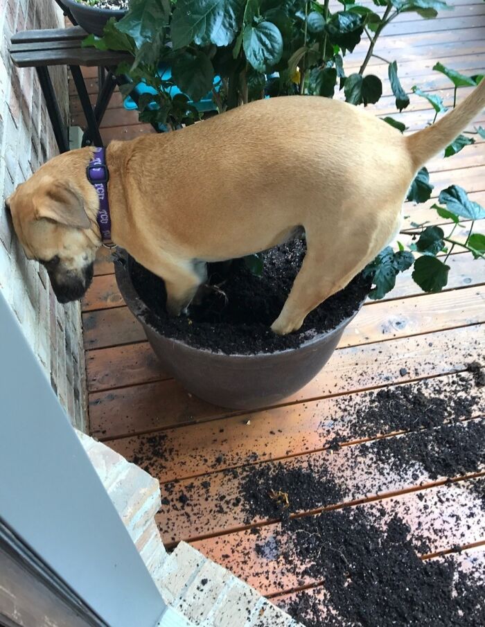 57 Troublemakers Who Were Guilty As Charged But Their Hilarity Got Them Off The Hook