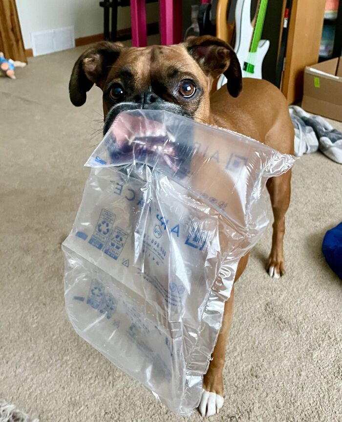 57 Troublemakers Who Were Guilty As Charged But Their Hilarity Got Them Off The Hook