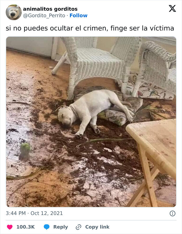 57 Troublemakers Who Were Guilty As Charged But Their Hilarity Got Them Off The Hook