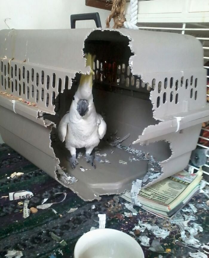 57 Troublemakers Who Were Guilty As Charged But Their Hilarity Got Them Off The Hook