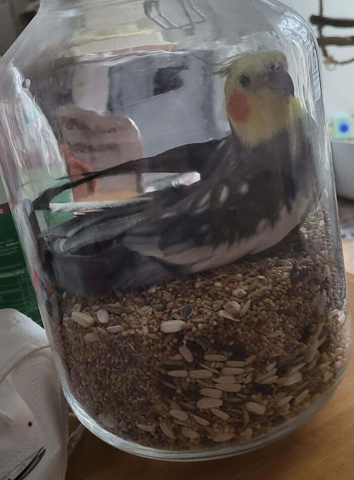 57 Troublemakers Who Were Guilty As Charged But Their Hilarity Got Them Off The Hook