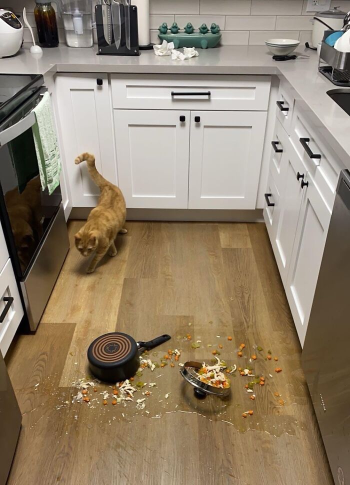 57 Troublemakers Who Were Guilty As Charged But Their Hilarity Got Them Off The Hook