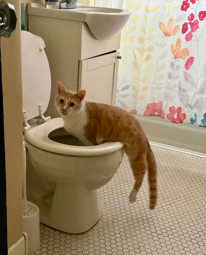 57 Troublemakers Who Were Guilty As Charged But Their Hilarity Got Them Off The Hook