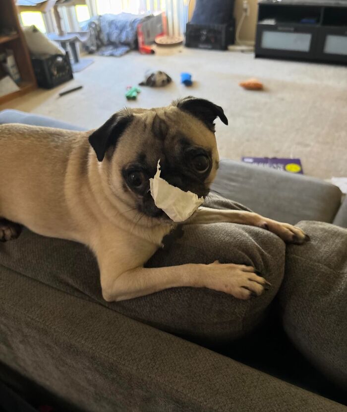 57 Troublemakers Who Were Guilty As Charged But Their Hilarity Got Them Off The Hook