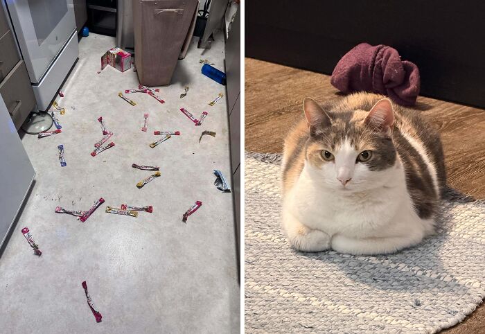 57 Troublemakers Who Were Guilty As Charged But Their Hilarity Got Them Off The Hook