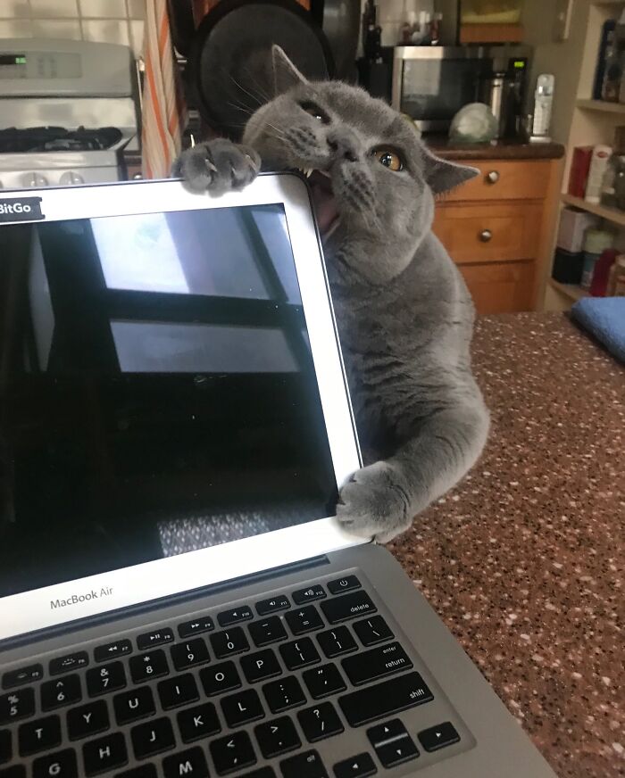 57 Troublemakers Who Were Guilty As Charged But Their Hilarity Got Them Off The Hook