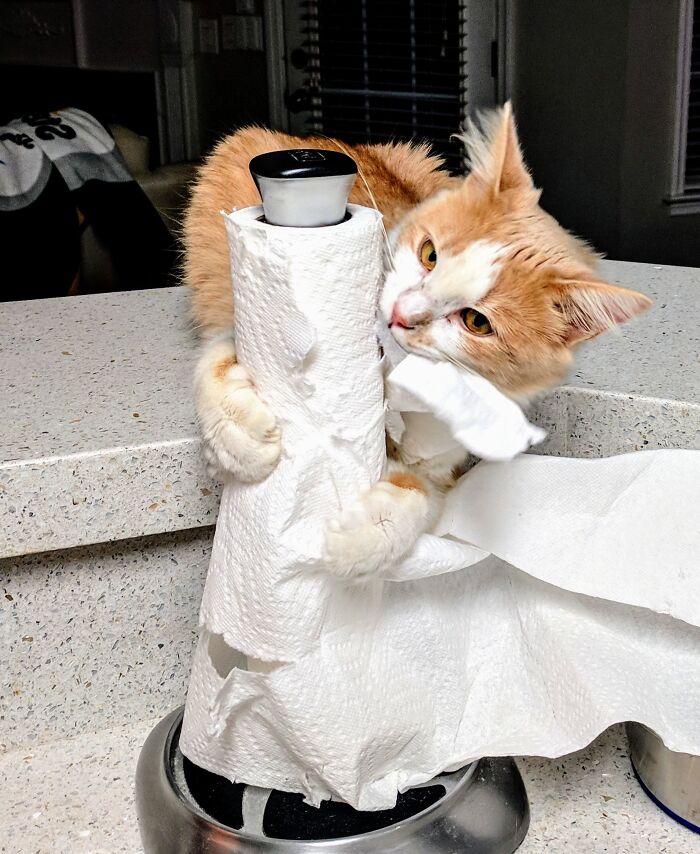 57 Troublemakers Who Were Guilty As Charged But Their Hilarity Got Them Off The Hook