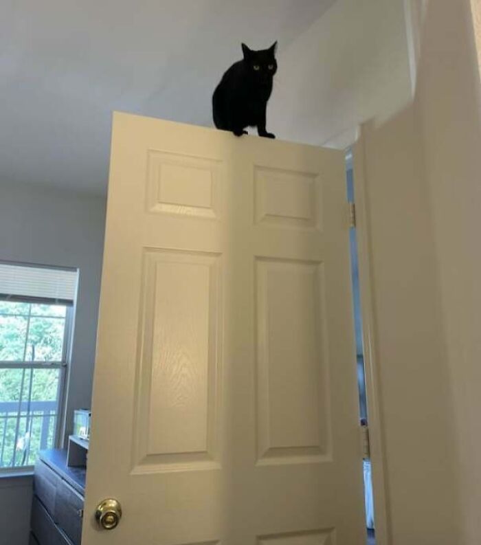 57 Troublemakers Who Were Guilty As Charged But Their Hilarity Got Them Off The Hook