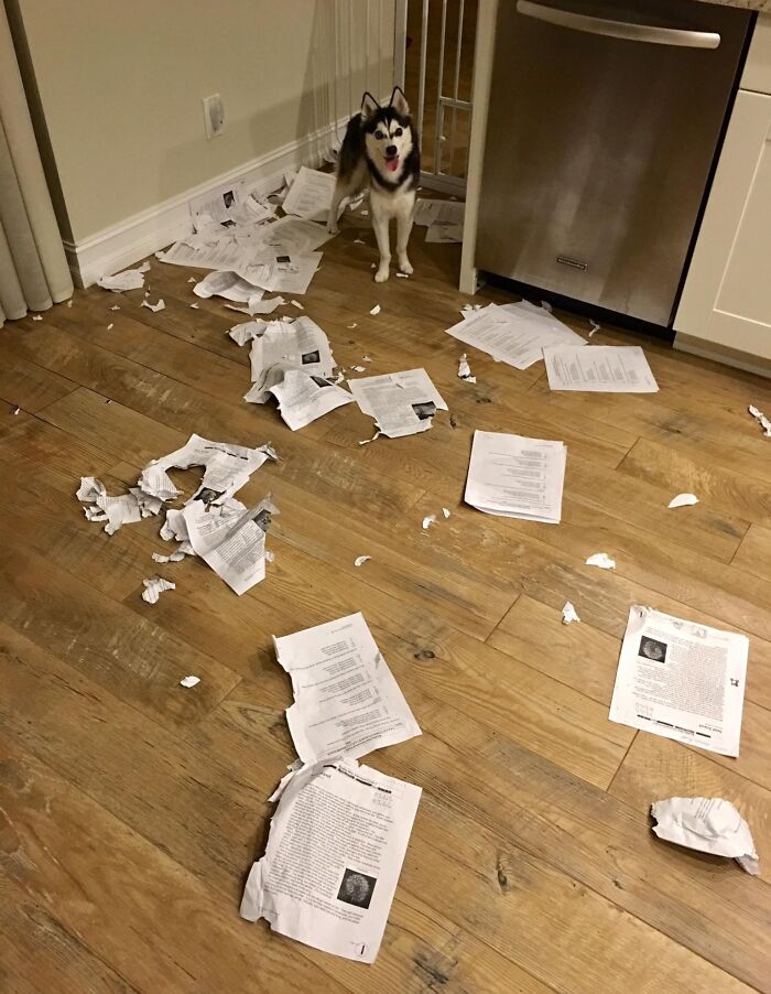 57 Troublemakers Who Were Guilty As Charged But Their Hilarity Got Them Off The Hook