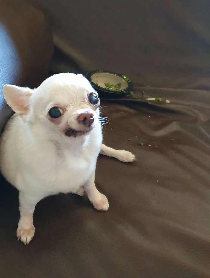 57 Troublemakers Who Were Guilty As Charged But Their Hilarity Got Them Off The Hook