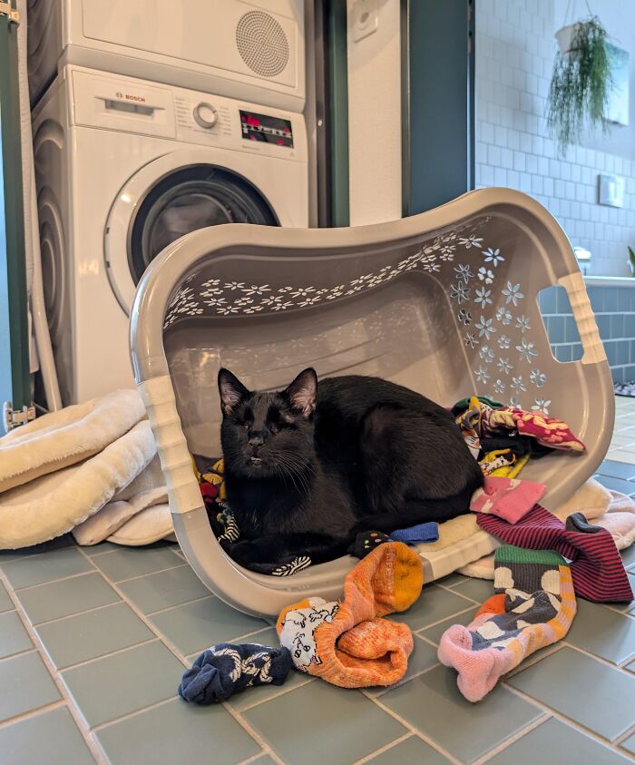 57 Troublemakers Who Were Guilty As Charged But Their Hilarity Got Them Off The Hook