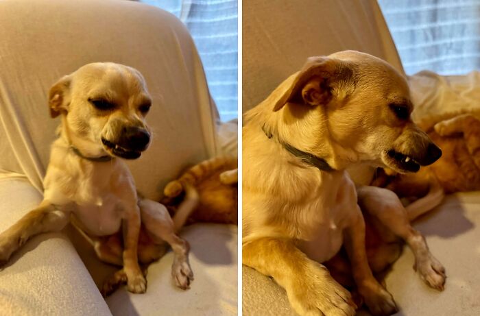 57 Troublemakers Who Were Guilty As Charged But Their Hilarity Got Them Off The Hook