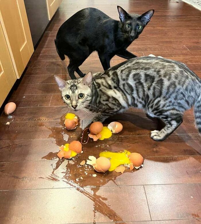 57 Troublemakers Who Were Guilty As Charged But Their Hilarity Got Them Off The Hook