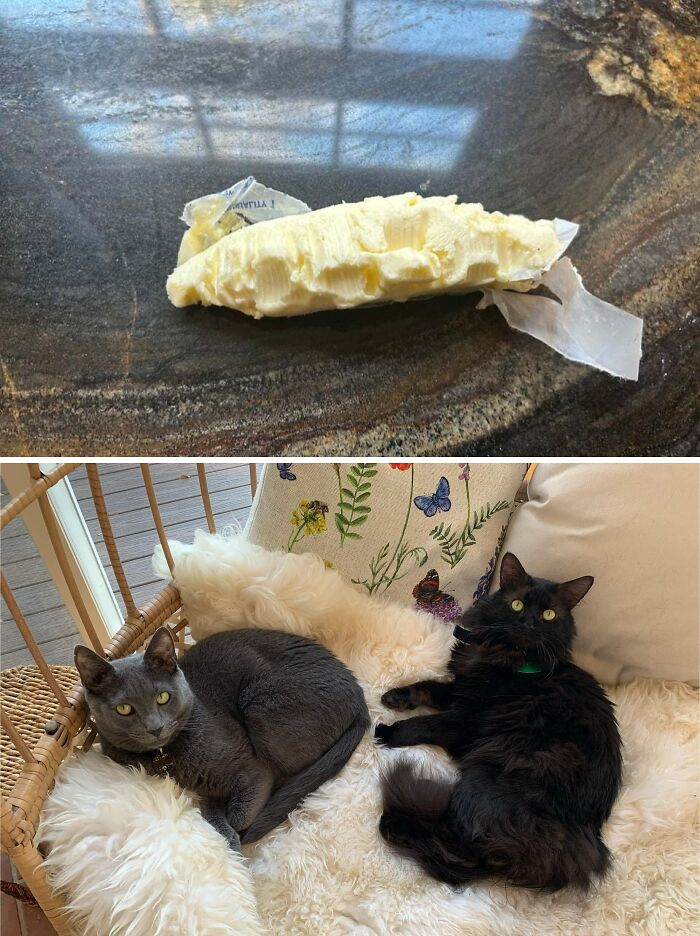 57 Troublemakers Who Were Guilty As Charged But Their Hilarity Got Them Off The Hook