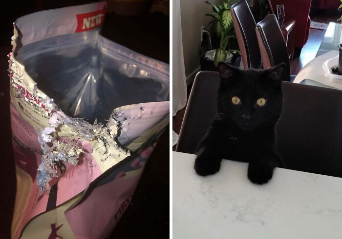 57 Troublemakers Who Were Guilty As Charged But Their Hilarity Got Them Off The Hook