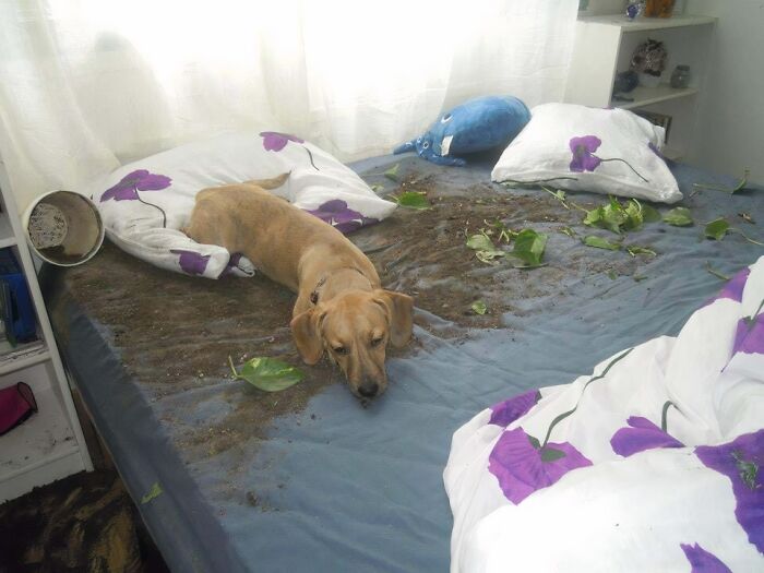 57 Troublemakers Who Were Guilty As Charged But Their Hilarity Got Them Off The Hook