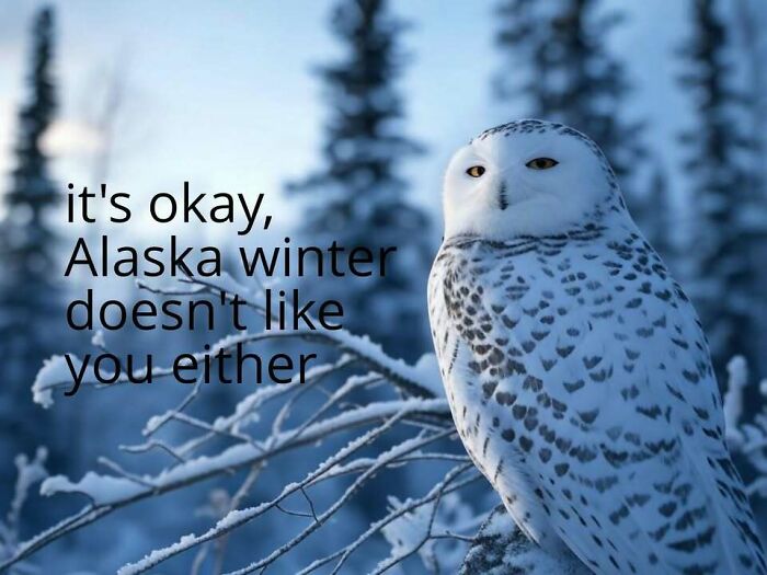77 Hilarious Memes That Sum Up What It&rsquo;s Like Living In Alaska