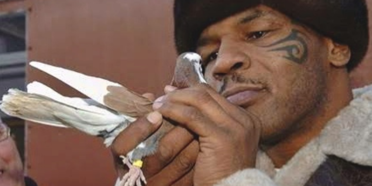 Mike Tyson is a Competitive Pigeon Racer