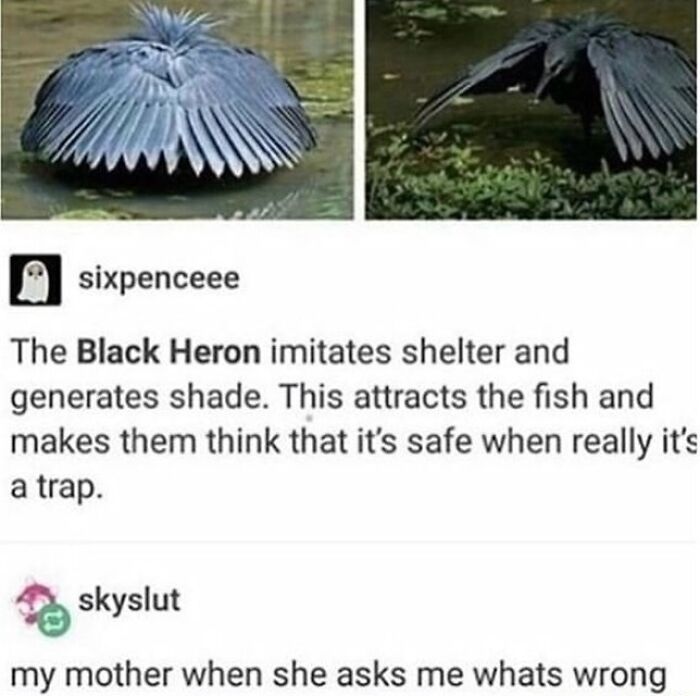 83 Funny Bird Memes For Those Who&rsquo;ve Entered Their &ldquo;Wait, What Bird Is That?&rdquo; Era