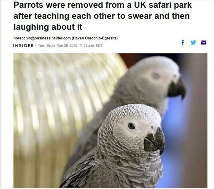 83 Funny Bird Memes For Those Who&rsquo;ve Entered Their &ldquo;Wait, What Bird Is That?&rdquo; Era