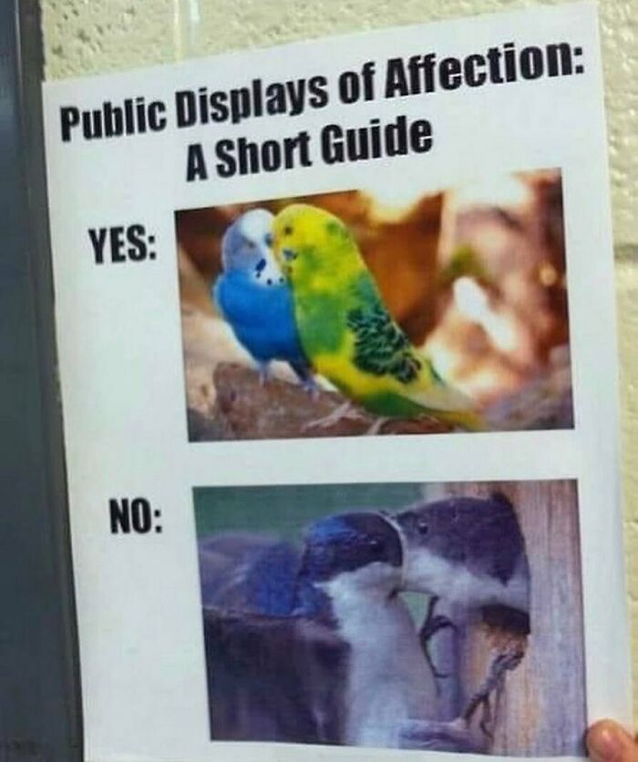 83 Funny Bird Memes For Those Who&rsquo;ve Entered Their &ldquo;Wait, What Bird Is That?&rdquo; Era