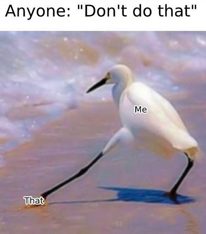 83 Funny Bird Memes For Those Who&rsquo;ve Entered Their &ldquo;Wait, What Bird Is That?&rdquo; Era