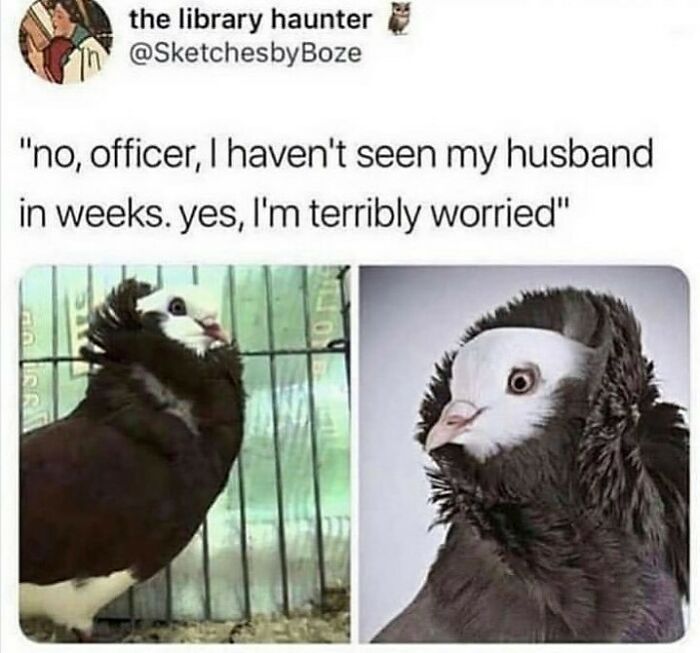 83 Funny Bird Memes For Those Who&rsquo;ve Entered Their &ldquo;Wait, What Bird Is That?&rdquo; Era