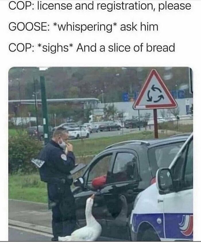 83 Funny Bird Memes For Those Who&rsquo;ve Entered Their &ldquo;Wait, What Bird Is That?&rdquo; Era