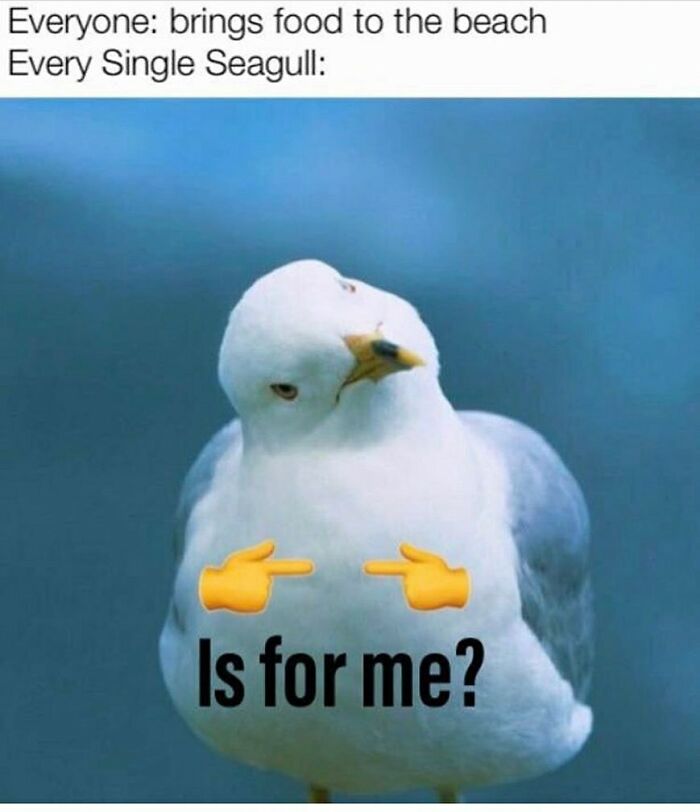83 Funny Bird Memes For Those Who&rsquo;ve Entered Their &ldquo;Wait, What Bird Is That?&rdquo; Era