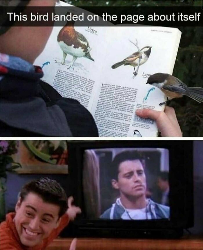 83 Funny Bird Memes For Those Who&rsquo;ve Entered Their &ldquo;Wait, What Bird Is That?&rdquo; Era