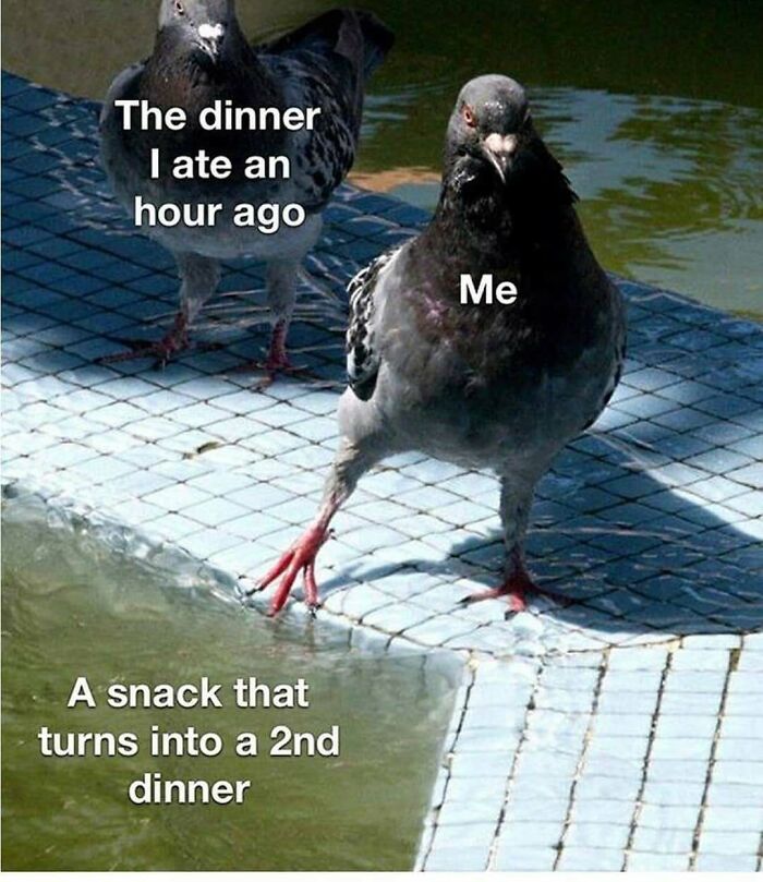 83 Funny Bird Memes For Those Who&rsquo;ve Entered Their &ldquo;Wait, What Bird Is That?&rdquo; Era