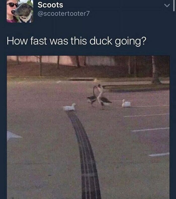 83 Funny Bird Memes For Those Who&rsquo;ve Entered Their &ldquo;Wait, What Bird Is That?&rdquo; Era