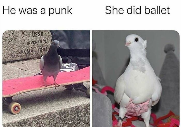 83 Funny Bird Memes For Those Who&rsquo;ve Entered Their &ldquo;Wait, What Bird Is That?&rdquo; Era