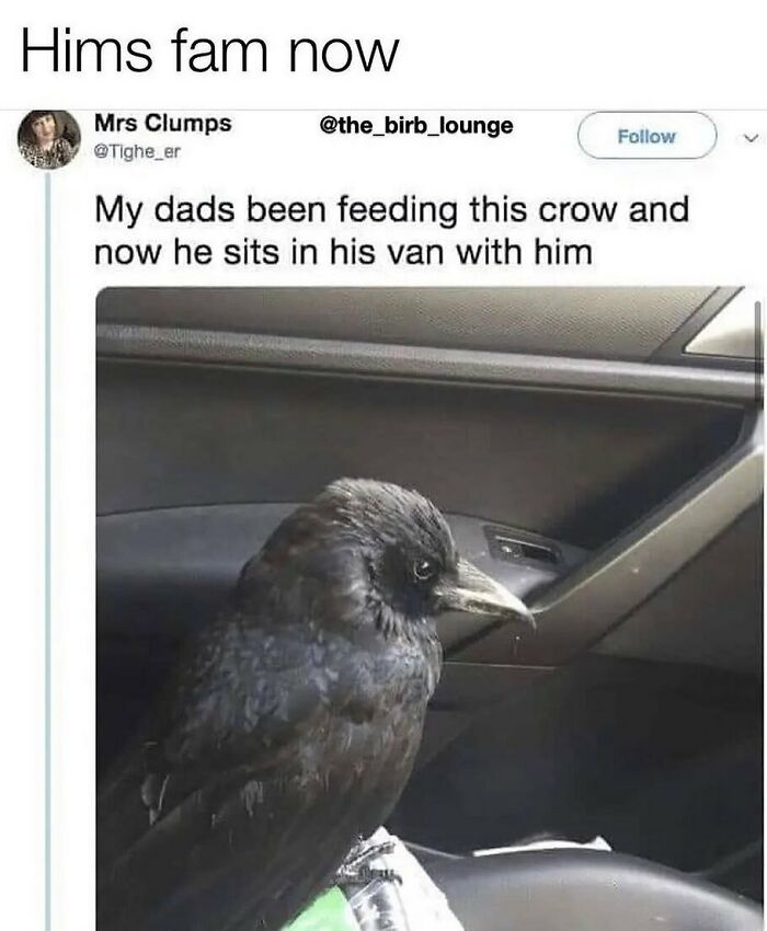 83 Funny Bird Memes For Those Who&rsquo;ve Entered Their &ldquo;Wait, What Bird Is That?&rdquo; Era