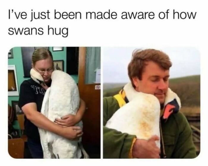 83 Funny Bird Memes For Those Who&rsquo;ve Entered Their &ldquo;Wait, What Bird Is That?&rdquo; Era