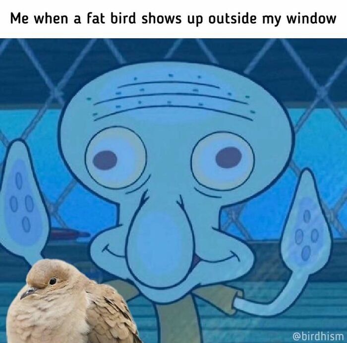 83 Funny Bird Memes For Those Who&rsquo;ve Entered Their &ldquo;Wait, What Bird Is That?&rdquo; Era