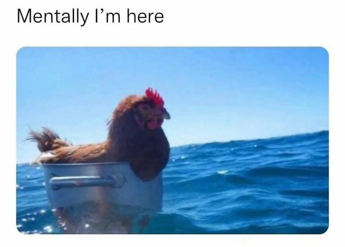 83 Funny Bird Memes For Those Who&rsquo;ve Entered Their &ldquo;Wait, What Bird Is That?&rdquo; Era