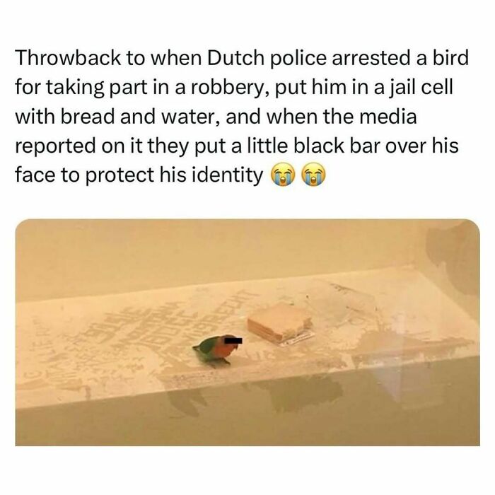 83 Funny Bird Memes For Those Who&rsquo;ve Entered Their &ldquo;Wait, What Bird Is That?&rdquo; Era