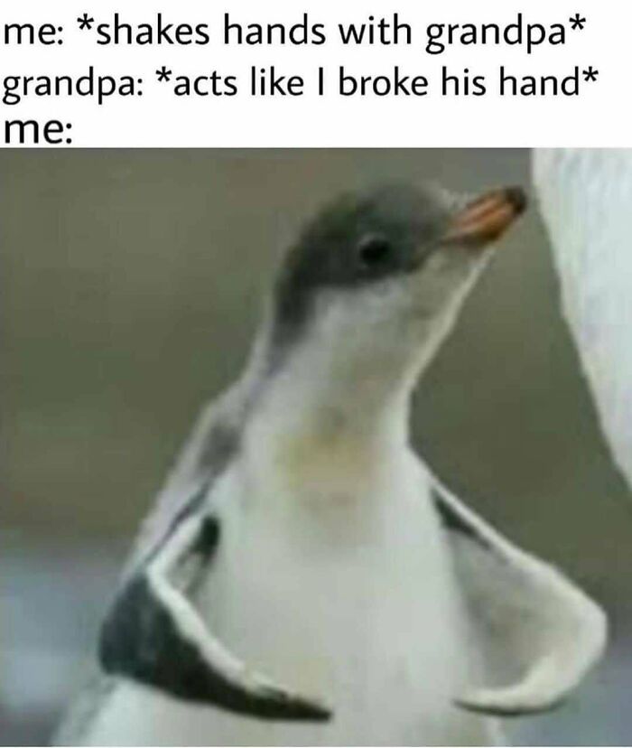 83 Funny Bird Memes For Those Who&rsquo;ve Entered Their &ldquo;Wait, What Bird Is That?&rdquo; Era