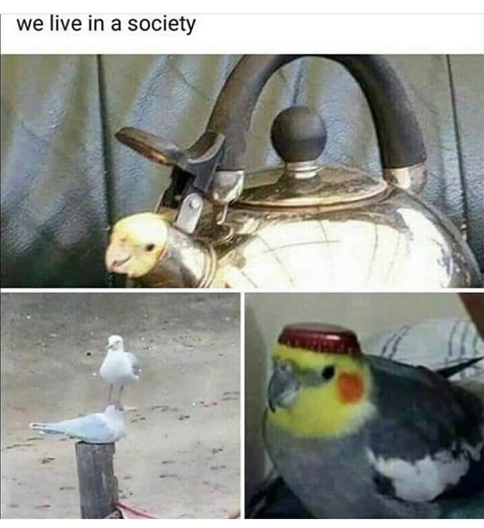 83 Funny Bird Memes For Those Who&rsquo;ve Entered Their &ldquo;Wait, What Bird Is That?&rdquo; Era