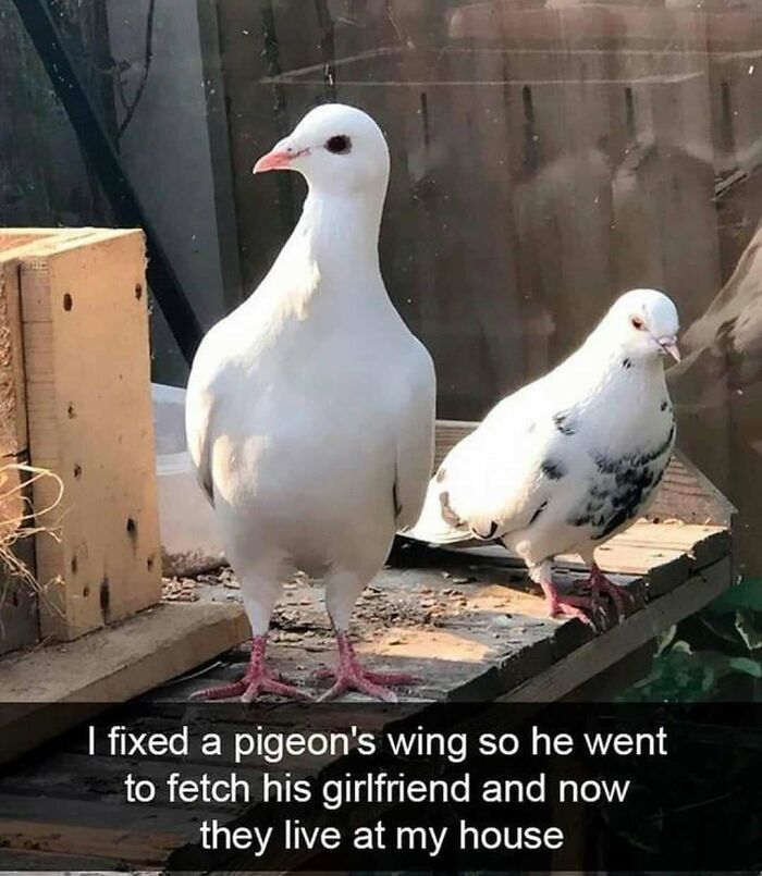 83 Funny Bird Memes For Those Who&rsquo;ve Entered Their &ldquo;Wait, What Bird Is That?&rdquo; Era