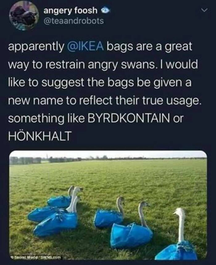 83 Funny Bird Memes For Those Who&rsquo;ve Entered Their &ldquo;Wait, What Bird Is That?&rdquo; Era