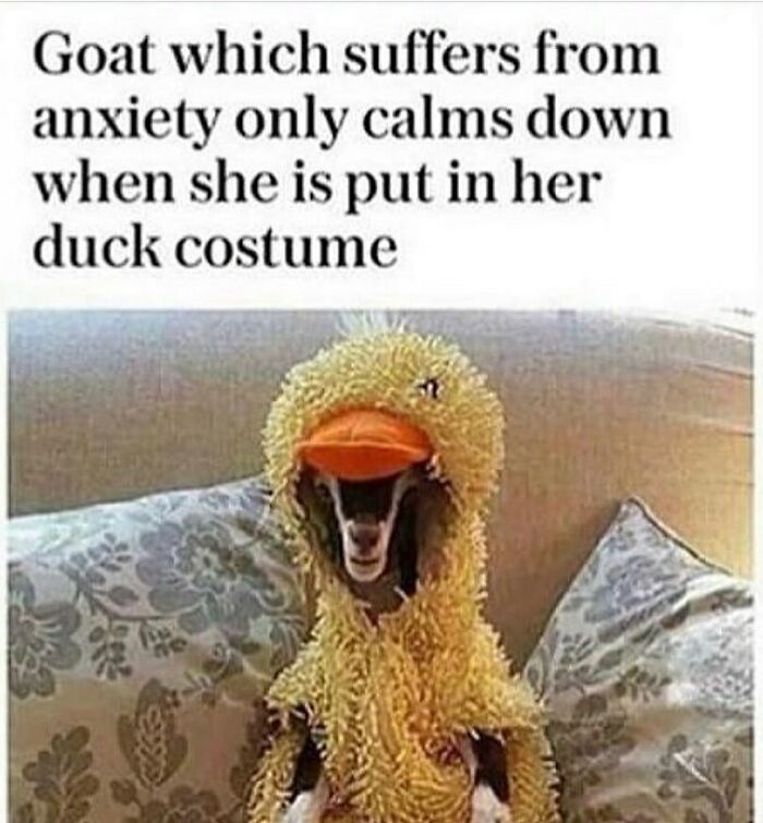 83 Funny Bird Memes For Those Who&rsquo;ve Entered Their &ldquo;Wait, What Bird Is That?&rdquo; Era