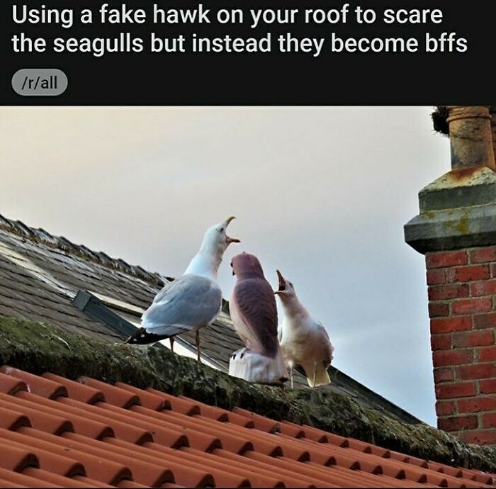 83 Funny Bird Memes For Those Who&rsquo;ve Entered Their &ldquo;Wait, What Bird Is That?&rdquo; Era