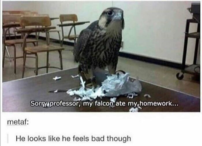 83 Funny Bird Memes For Those Who&rsquo;ve Entered Their &ldquo;Wait, What Bird Is That?&rdquo; Era