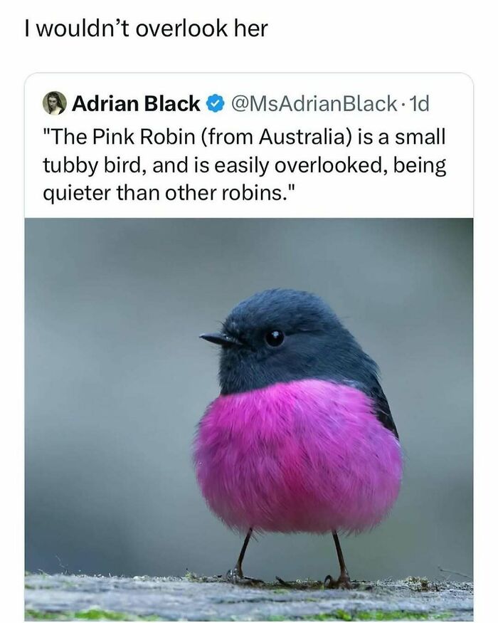 83 Funny Bird Memes For Those Who&rsquo;ve Entered Their &ldquo;Wait, What Bird Is That?&rdquo; Era